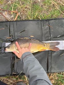 Mirror Carp