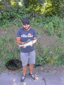Zander