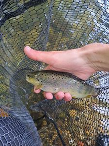 Brown Trout