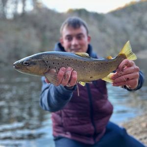 Brown Trout
