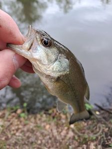 Largemouth Bass