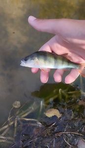 European Perch