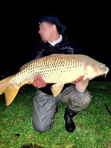 Common Carp