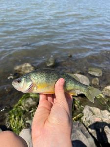 Yellow Perch