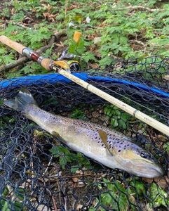 Brown Trout