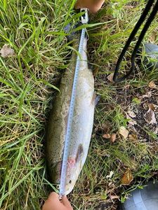 Rainbow Trout