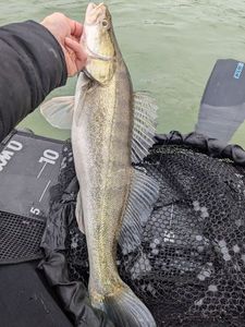 Zander