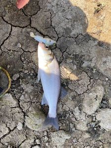 European Bass (Seabass)