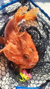 Red Scorpionfish