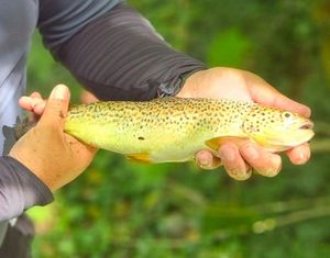 Brown Trout