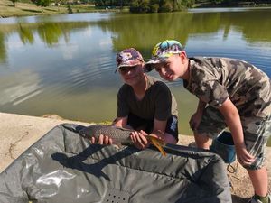 Common Carp