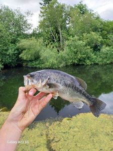 Largemouth Bass