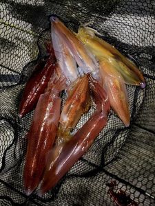 European Squid