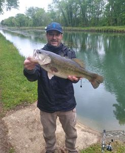 Largemouth Bass