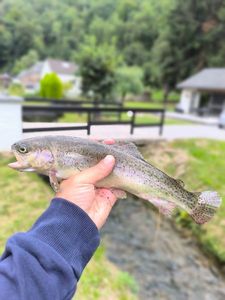 Rainbow Trout