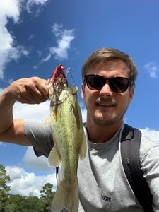 Largemouth Bass