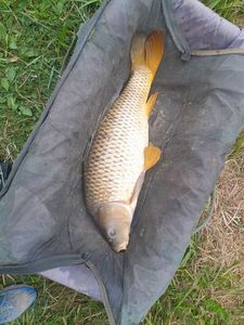 Common Carp