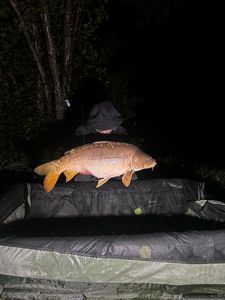 Leather Carp