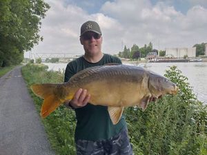 Common Carp