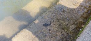 Round Goby
