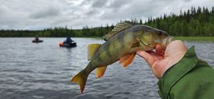 European Perch