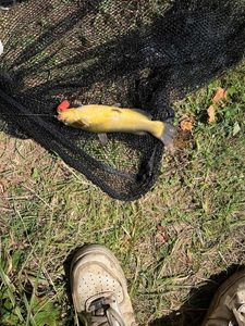 Black Bullhead