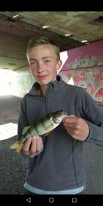 European Perch