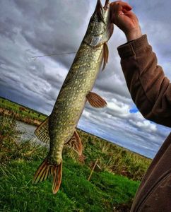 Northern Pike