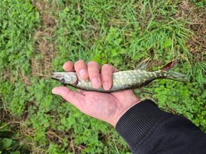 Northern Pike