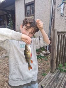 European Perch