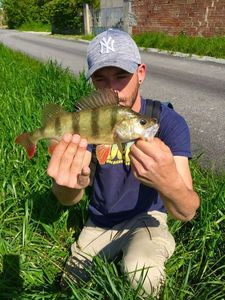 European Perch
