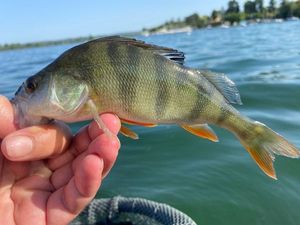 European Perch