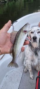 Zander