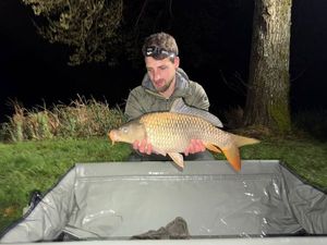 Common Carp