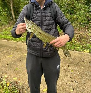 Northern Pike