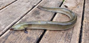 European Eel (Common Eel)
