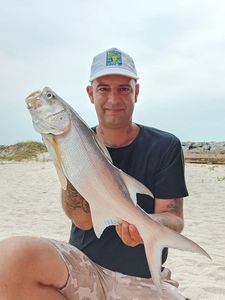 Giant African Threadfin
