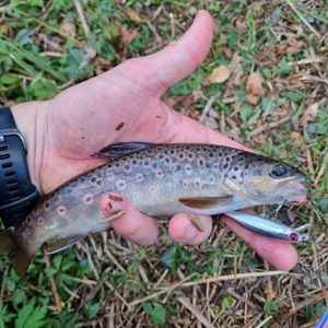 Brown Trout