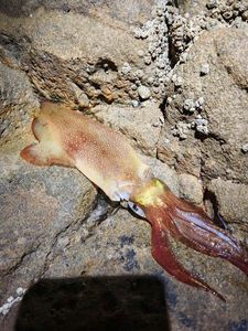European Squid