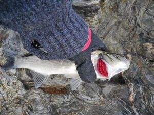 European Bass (Seabass)