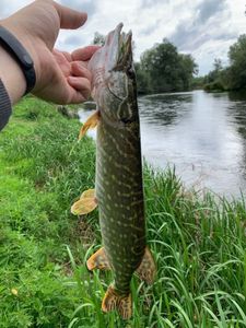 Northern Pike
