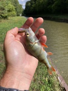 European Perch