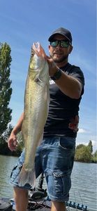 Zander