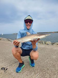 Whaler Shark