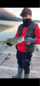 Largemouth Bass