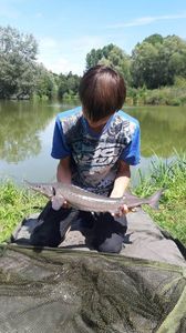 Sturgeon
