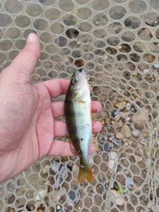 European Perch