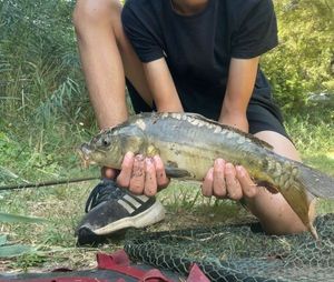 Common Carp