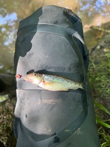 Gudgeon