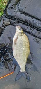 Common Bream